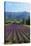 Crop of Lavender, Le Plateau De Sault, Provence, France-Guy Thouvenin-Stretched Canvas