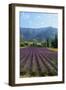 Crop of Lavender, Le Plateau De Sault, Provence, France-Guy Thouvenin-Framed Photographic Print