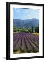 Crop of Lavender, Le Plateau De Sault, Provence, France-Guy Thouvenin-Framed Photographic Print