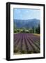 Crop of Lavender, Le Plateau De Sault, Provence, France-Guy Thouvenin-Framed Photographic Print