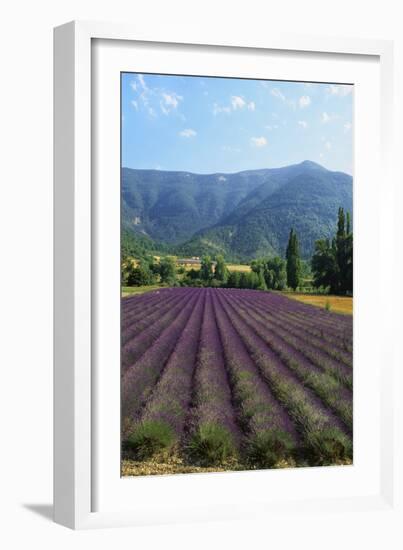 Crop of Lavender, Le Plateau De Sault, Provence, France-Guy Thouvenin-Framed Photographic Print