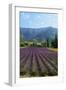 Crop of Lavender, Le Plateau De Sault, Provence, France-Guy Thouvenin-Framed Photographic Print