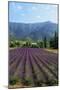 Crop of Lavender, Le Plateau De Sault, Provence, France-Guy Thouvenin-Mounted Photographic Print