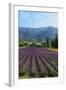 Crop of Lavender, Le Plateau De Sault, Provence, France-Guy Thouvenin-Framed Photographic Print