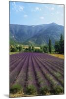 Crop of Lavender, Le Plateau De Sault, Provence, France-Guy Thouvenin-Mounted Photographic Print