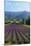 Crop of Lavender, Le Plateau De Sault, Provence, France-Guy Thouvenin-Mounted Photographic Print