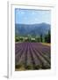 Crop of Lavender, Le Plateau De Sault, Provence, France-Guy Thouvenin-Framed Photographic Print