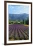 Crop of Lavender, Le Plateau De Sault, Provence, France-Guy Thouvenin-Framed Photographic Print