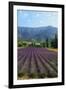 Crop of Lavender, Le Plateau De Sault, Provence, France-Guy Thouvenin-Framed Photographic Print