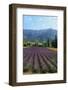 Crop of Lavender, Le Plateau De Sault, Provence, France-Guy Thouvenin-Framed Photographic Print