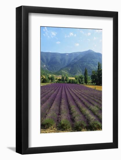 Crop of Lavender, Le Plateau De Sault, Provence, France-Guy Thouvenin-Framed Photographic Print