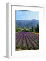 Crop of Lavender, Le Plateau De Sault, Provence, France-Guy Thouvenin-Framed Photographic Print