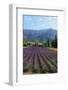 Crop of Lavender, Le Plateau De Sault, Provence, France-Guy Thouvenin-Framed Photographic Print