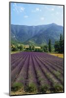 Crop of Lavender, Le Plateau De Sault, Provence, France-Guy Thouvenin-Mounted Photographic Print