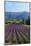 Crop of Lavender, Le Plateau De Sault, Provence, France-Guy Thouvenin-Mounted Photographic Print