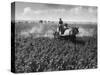 Crop-Spraying Potatoes-null-Stretched Canvas