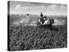 Crop-Spraying Potatoes-null-Stretched Canvas