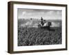 Crop-Spraying Potatoes-null-Framed Photographic Print