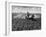 Crop-Spraying Potatoes-null-Framed Photographic Print