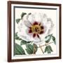 Cropped Antique Botanical II-Vision Studio-Framed Art Print