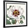 Cropped Antique Botanical II-Vision Studio-Framed Art Print