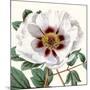 Cropped Antique Botanical II-Vision Studio-Mounted Art Print