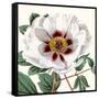 Cropped Antique Botanical II-Vision Studio-Framed Stretched Canvas