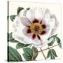 Cropped Antique Botanical II-Vision Studio-Stretched Canvas