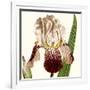 Cropped Antique Botanical VIII-Vision Studio-Framed Art Print