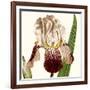 Cropped Antique Botanical VIII-Vision Studio-Framed Art Print