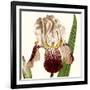 Cropped Antique Botanical VIII-Vision Studio-Framed Art Print