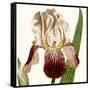 Cropped Antique Botanical VIII-Vision Studio-Framed Stretched Canvas