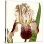 Cropped Antique Botanical VIII-Vision Studio-Stretched Canvas