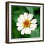 Cropped Garden Flowers I-Laura DeNardo-Framed Photographic Print