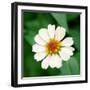 Cropped Garden Flowers I-Laura DeNardo-Framed Photographic Print