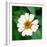 Cropped Garden Flowers I-Laura DeNardo-Framed Photographic Print