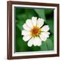 Cropped Garden Flowers I-Laura DeNardo-Framed Photographic Print