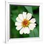 Cropped Garden Flowers I-Laura DeNardo-Framed Photographic Print