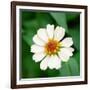 Cropped Garden Flowers I-Laura DeNardo-Framed Photographic Print