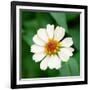 Cropped Garden Flowers I-Laura DeNardo-Framed Photographic Print