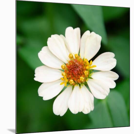 Cropped Garden Flowers I-Laura DeNardo-Mounted Photographic Print