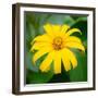 Cropped Garden Flowers II-Laura DeNardo-Framed Photographic Print