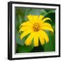 Cropped Garden Flowers II-Laura DeNardo-Framed Photographic Print