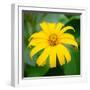 Cropped Garden Flowers II-Laura DeNardo-Framed Photographic Print