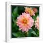 Cropped Garden Flowers III-Laura DeNardo-Framed Photographic Print