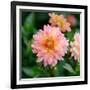 Cropped Garden Flowers III-Laura DeNardo-Framed Photographic Print