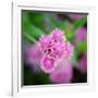 Cropped Garden Flowers IV-Laura DeNardo-Framed Photographic Print