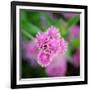 Cropped Garden Flowers IV-Laura DeNardo-Framed Photographic Print