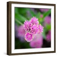 Cropped Garden Flowers IV-Laura DeNardo-Framed Photographic Print