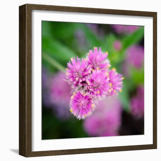 Cropped Garden Flowers IV-Laura DeNardo-Framed Photographic Print